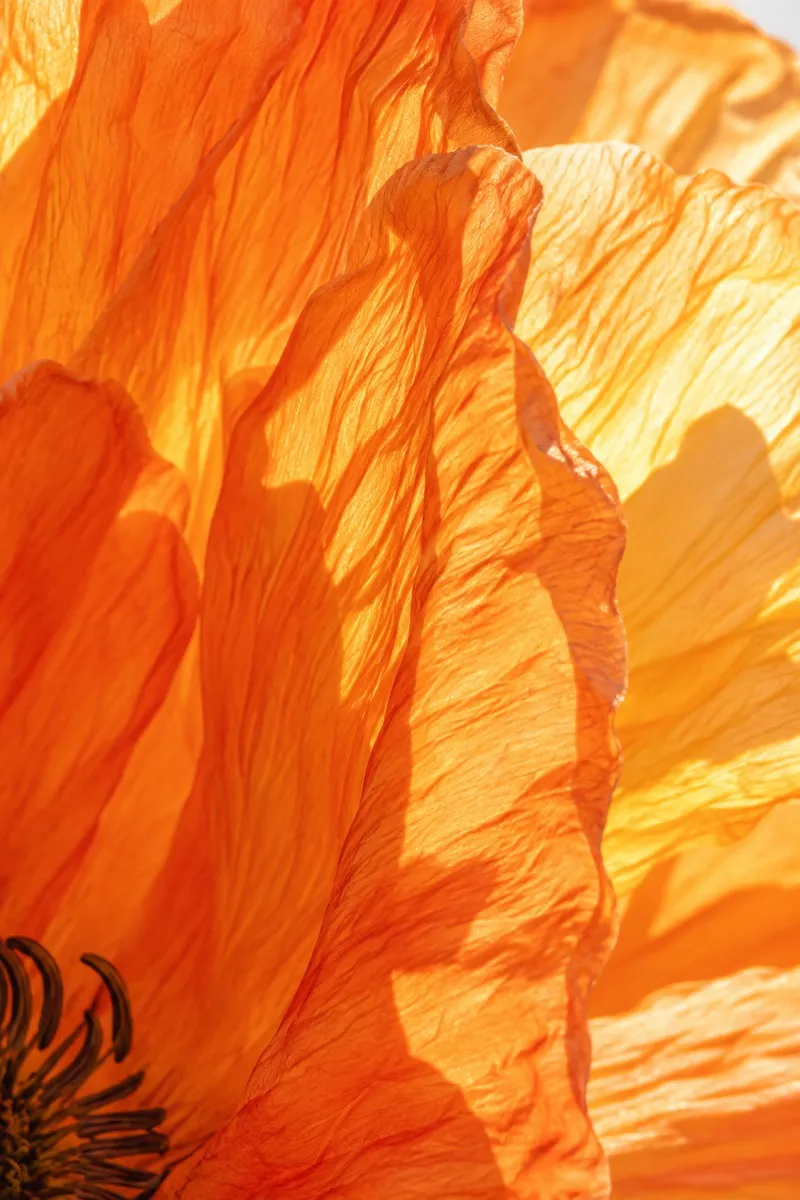 Macro photograph of glistening ripe mango slices
